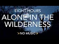 Download Lagu Sounds Of The Wilderness - Wolf, Elk, \u0026 Loon Call ; With Other Mysterious Creatures! {8 Hours}