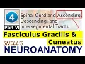 Chp Fasciculus Gracilis Cuneatus Ascending Tracts Snell Neuroanatomy Chp4 PartF