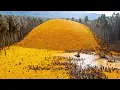 Download Lagu They Throw 1000 Tons of Orange Peels into a Forest, The Results After 20 Years Are Shocking