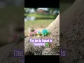 Loomigurumi Turtle Rainbow Loom
