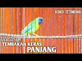 Download Lagu Variasi Tembakan Cucak Kinoi Nembak Keras Panjang Full Gacor