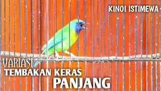 Download Variasi Tembakan Cucak Kinoi Nembak Keras Panjang Full Gacor MP3