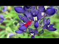The Texas Bluebonnet