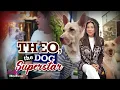 Download Lagu Theo, The Dog Superstar | RATED KORINA