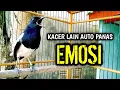 Download Lagu KACER LAIN AUTO PANAS EMOSI LANGSUNG GACOR !! PANCINGAN KACER GACOR PASTI NYAUT AMPUH.