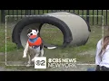 New Jersey animal shelter pleading for help as more animals are abandoned