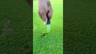 نجيلة طبيعية رائعة لابد ان تشاهدها 