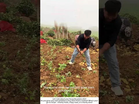 Harvesting Potatoes with Hand Tools – A Satisfying Dig in the Field 🥔🧑‍🌾