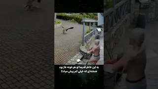 شکار عقاب توسط غاز 