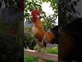 Download Lagu suara Kokok ayam Kate juara kontes