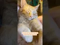 Adopt one animal save SO many more catladytails