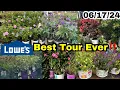 Lowe s Butterfly Bush Rose Of Sharon Limelight Hydrangea Crepe Myrtle Bush Angelonia Evergreens