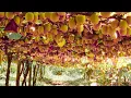Download Lagu How to Cultivate Millions of Kiwi Fruit in New Zealand - Kiwi Fruit Farming and Harvest