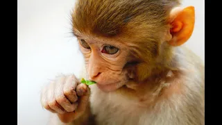 Best Monkey Moments Monkey Sounds