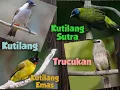 Download Lagu kicau burung kombinasi |kutilang| kutilang emas| kutilang sutra| trucukan| @adiepoerwanto6044