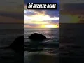 Download Lagu Sakın bana iyi geceler deme...! #zırzalısevda #şiir #ömerhançeri #keşfetöneçıkar  #shorts #trend