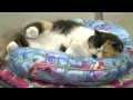 Cat show basics