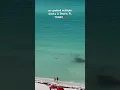 Download Lagu we spotted multiple sharks in Destin, FL TODAY‼️