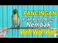 Lagu pake pancingan ini agar pleci buxtoni mu gak ngalas standar doank| pancingan pleci buxtoni ngalas