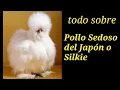 All about Japanese silky chickens also called Silkie characteristics and posture