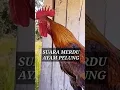 Download Lagu Suara yang sangat merdu ayam pelung