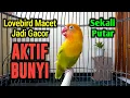 Download Lagu SUARA BURUNG LOVEBIRD NGEKEK PANJANG, PUTAR SEKALI LOVEBIRD SEMULA MACET JADI GACOR AKTIF BUNYI LAGI