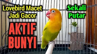 Download SUARA BURUNG LOVEBIRD NGEKEK PANJANG, PUTAR SEKALI LOVEBIRD SEMULA MACET JADI GACOR AKTIF BUNYI LAGI MP3