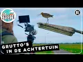 Download Lagu Grutto's in de achtertuin | TV | Vroege Vogels