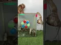 Download Lagu The little monkey grabbed the mouse and ran away