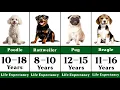 Life Expectancy of Different Dog Breeds