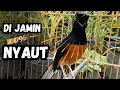 Download Lagu DI JAMIN  NYAUT MURAI BATU GACOR PAGI-SIANG-MALAM AMPUH BUAT PANCINGAN MURAI BATU AGAR CE;PAT BUNYI