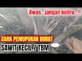 Lagu Cara pemupukan borat untuk sawit kecil / tbm