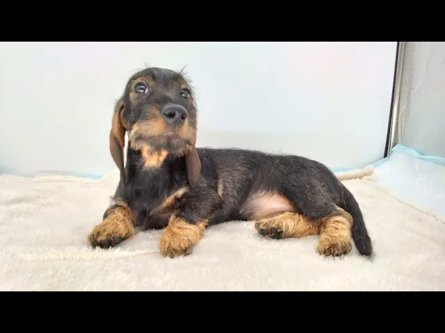 動画