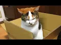 Download Lagu De gekste KAT op aarde 😂 Grappige kattenvideo's