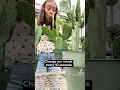 Plant shopping be like