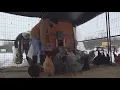 Here s how a Connecticut farmer protects his animals from the cold
