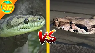 Python Vs Boa What Is The Difference MP4 and MP3 Download