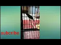 Download Lagu Burung cucak ijo kesayangan