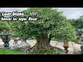 Lagu Bonsai anting putri — Super inspiratif part 1