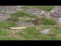 Download Lagu Pipit antarctique (Anthus antarcticus) South Georgia Pipit