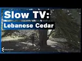 University of Essex Slow TV Lebanese Cedar Tree
