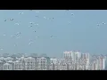 Download Lagu Nanhu Wetland Nature Reserve Welcomes Peak Season for Migratory Birds Returning North