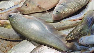  chandpur river fish markt 