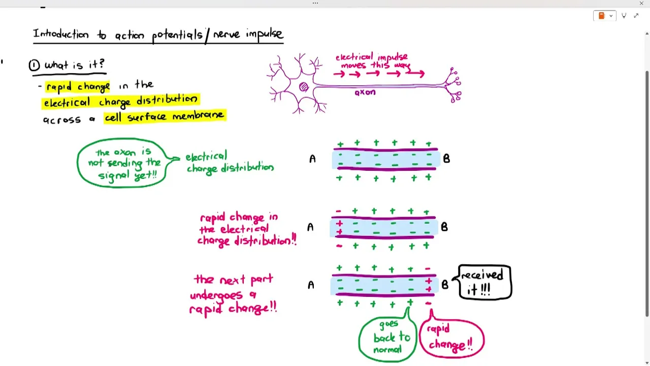 15-4 What is 'Action Potential' or 'Nerve/Electrical Impulse?' (Cambridge AS A Level Biology, 9700)