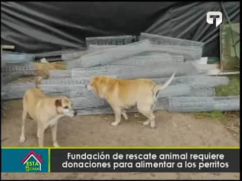 Fundaciones de rescate animal requiere donaciones para alimentar a los perritos
