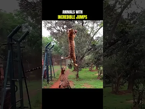 These Animal Jumps Get Crazier and Crazier 😳#mountaingoat #wildlife #shorts