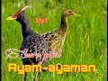 Download Lagu Suara pikat burung Ayam-ayaman MANTAP bersih dan jernih