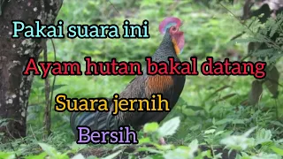 kokok ayam hutan hijau suara pikat ayam hutan hijau pancingan ayam hutan hijau mastengnex