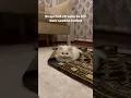 Download Lagu Tum sumjty hi nahi 🥺..#c#cat#catlovers#lovel#lovevideos#trending#trendingvideosf#foryou#fuzzyy