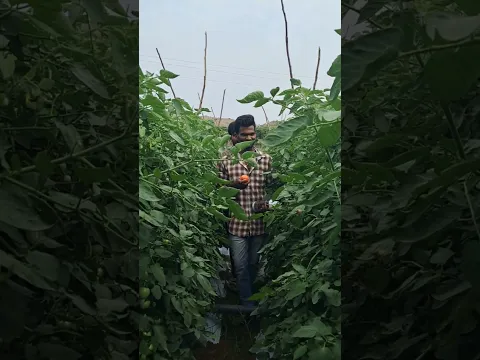 ఇది టమోటా రైతులకు లాభదాయకమైనది #ananthapuramandagadu #sureshbojja #farmer #farmerlife